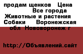 продам щенков › Цена ­ 15 000 - Все города Животные и растения » Собаки   . Воронежская обл.,Нововоронеж г.